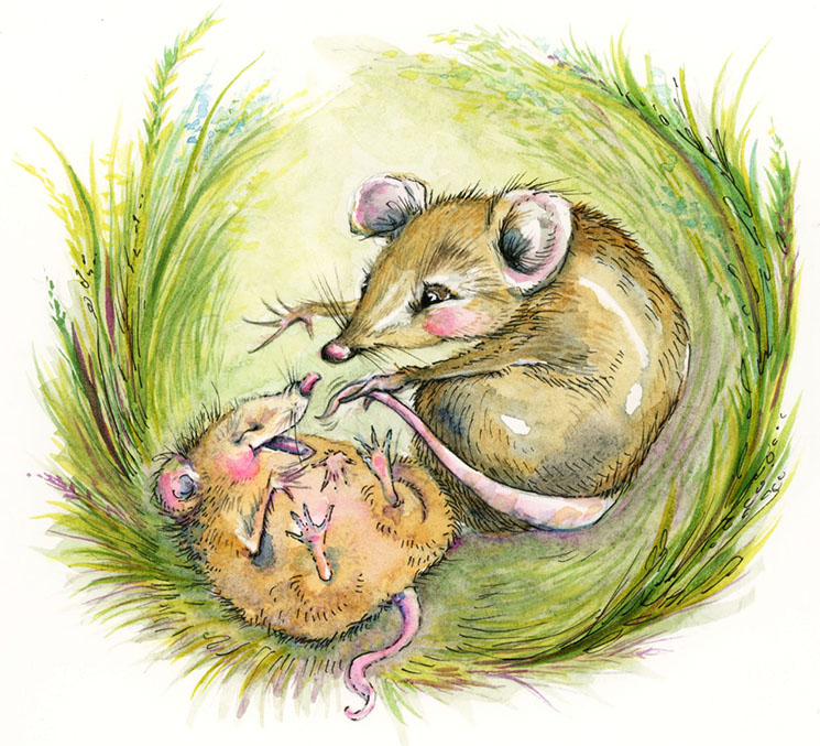 Jennifer Black Reinhardt